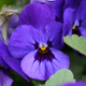 Illustration for article titled How Violets Steal Your Sense of Smell